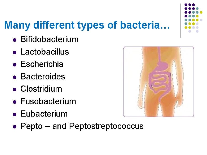 Many different types of bacteria… Bifidobacterium Lactobacillus Escherichia Bacteroides Clostridium Fusobacterium Eubacterium Pepto –